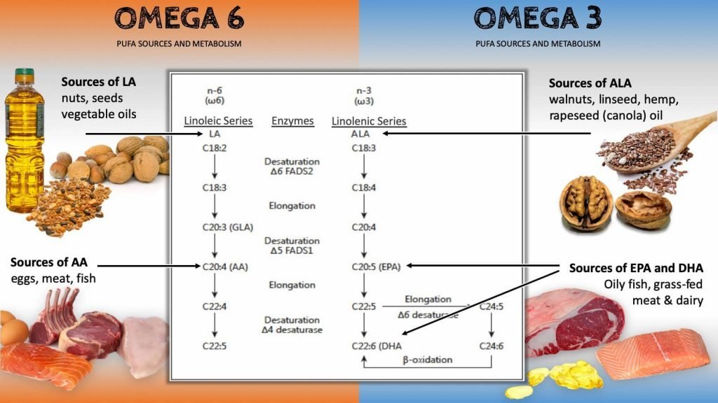 Difference Between Omega 3 And Omega 6 Fatty Acids