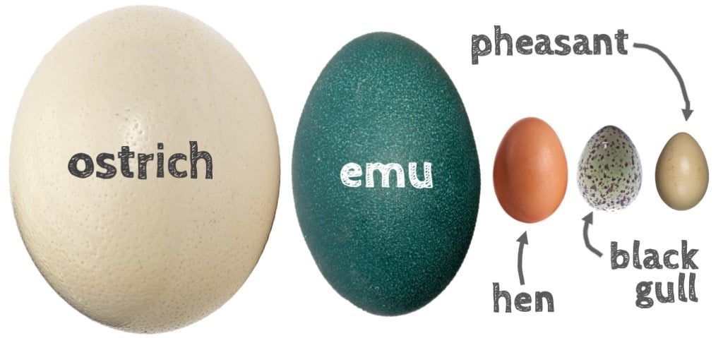 emu egg vs ostrich egg