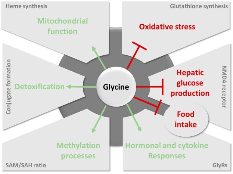 Glycine: Benefits, Side Effects, and Risks